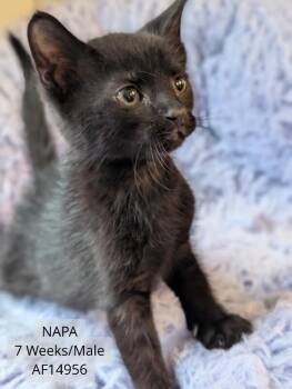 Napa -  Domestic Short Hair Cat for Adoption - Napa | PetCurious