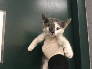 Domestic Short Hair Cats Available for Adoption in Thousand Palms, California - A1918823 | PetCurious