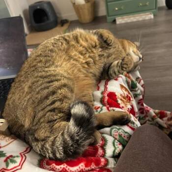 Donnie -  Domestic Short Hair Cat for Adoption in Salt Lake City, Utah - Donnie | PetCurious