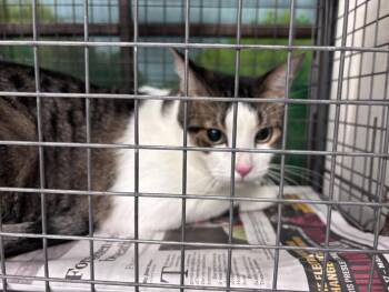 JACKS -  Domestic Medium Hair Cat for Adoption in Houston, Texas - JACKS | PetCurious