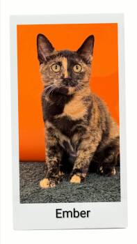 Ember -  Domestic Short Hair Cat for Adoption in Caistor Centre, Ontario - Ember | PetCurious