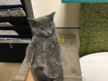 PAULA -  Domestic Short Hair Cat for Adoption in Riverside, California - PAULA | PetCurious