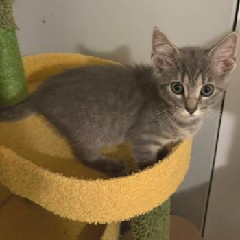 Kale -  Domestic Short Hair Cat for Adoption in Sunrise, Florida - Kale | PetCurious