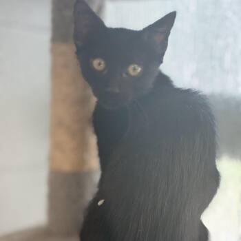 Butters -  Domestic Short Hair Cat for Adoption in South Elgin, Illinois - Butters | PetCurious