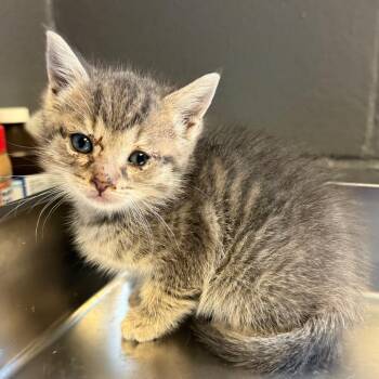 TUSC-Stray-84043_2 -  Domestic Short Hair Cat for Adoption in Tuscaloosa, Alabama - TUSC-Stray-84043_2 | PetCurious