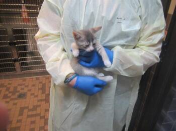 WANDER -  Domestic Short Hair Cat for Adoption in Santa Rosa, California - WANDER | PetCurious