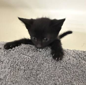 Scramble -  Domestic Short Hair Cat for Adoption in Minneapolis, Minnesota - Scramble | PetCurious