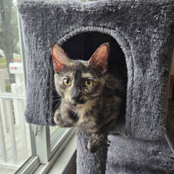 Kimber -  Domestic Short Hair Cat for Adoption in New Berlin, Wisconsin - Kimber | PetCurious