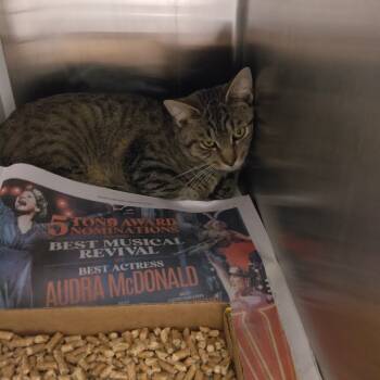 Rescue Domestic Short Hair Cats for Adoption in Chattanooga, Tennessee - Jedi | PetCurious