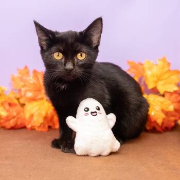 Rescue Domestic Short Hair Cats for Adoption in Durham, North Carolina - Deft | PetCurious