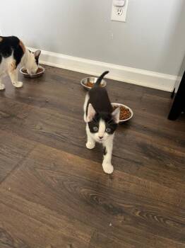 Domestic Short Hair Cats Available for Adoption - Wendy | PetCurious