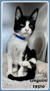 LINGUINI -  Domestic Short Hair and Tuxedo Cat Available for Adoption in Marietta, Georgia - LINGUINI | PetCurious