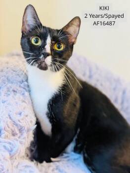 KiKi -  Domestic Short Hair Cat for Adoption - KiKi | PetCurious