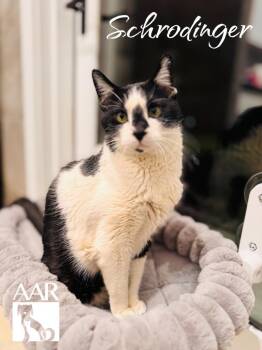 Domestic Short Hair Cats Available for Adoption in Magnolia, Texas - Schrodinger | PetCurious