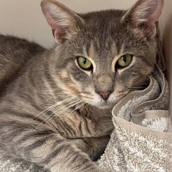 Petco Josh -  Domestic Short Hair and Tiger Cat for Adoption in Batavia, New York - Petco Josh | PetCurious