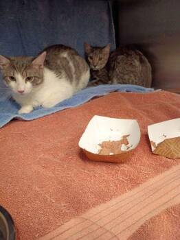 Bright -  Domestic Short Hair Cat for Adoption in Atlanta, Georgia - Bright | PetCurious