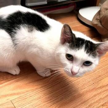 Keiko -  Domestic Short Hair Cat for Adoption in Hopkinton, Massachusetts - Keiko | PetCurious