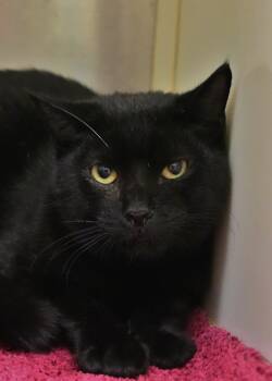 Rescue Domestic Short Hair Cats for Adoption in Aiken, South Carolina - Gio 53744 | PetCurious