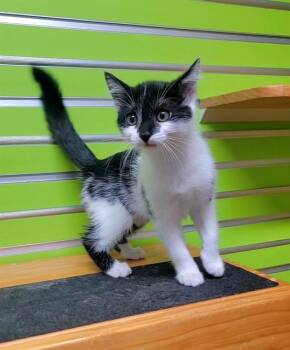 BANSHEE -  Domestic Short Hair Cat for Adoption in St. Peters, Missouri - BANSHEE | PetCurious