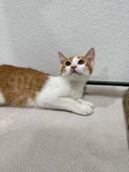 Jack -  Domestic Short Hair Cat for Adoption in Las Vegas, Nevada - Jack | PetCurious