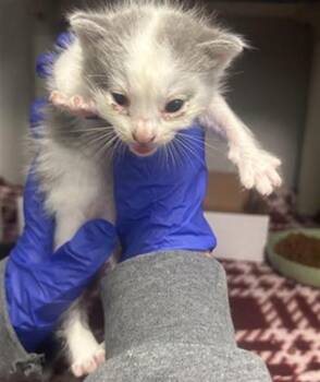 Domestic Short Hair Cats Available for Adoption in Dallas, Texas - NAMI | PetCurious