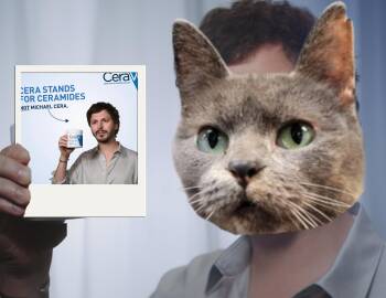 Rescue Domestic Short Hair Cats for Adoption in Mishawaka, Indiana - Cereve | PetCurious