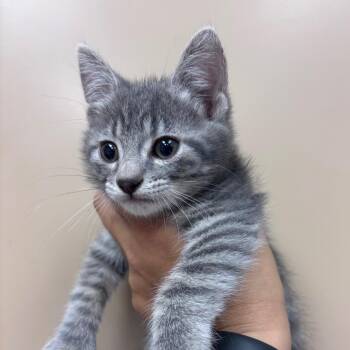 Domestic Short Hair Cats Available for Adoption in Goleta, California - Mike Wazowski | PetCurious