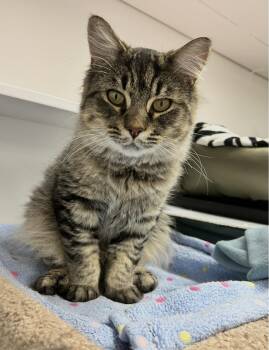 Pecan Pie -  Domestic Long Hair Cat for Adoption in Maple Ridge, British Columbia - Pecan Pie | PetCurious