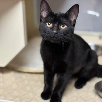 Domestic Short Hair Cats Available for Adoption in South Elgin, Illinois - Sphinx | PetCurious