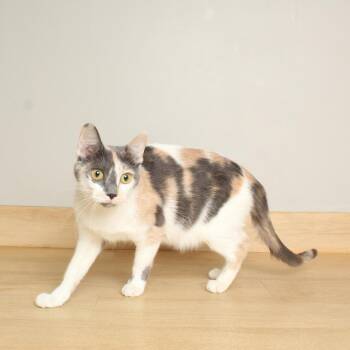 Domestic Short Hair Cats Available for Adoption - Fanceroni C68595 | PetCurious