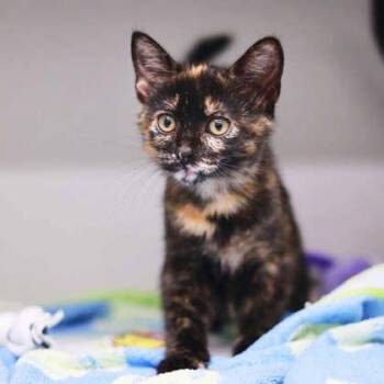 Harissa -  Domestic Short Hair Cat for Adoption in Atlanta, Georgia - Harissa | PetCurious