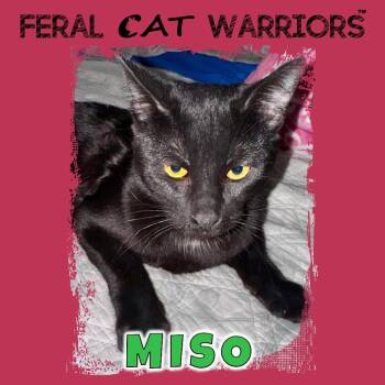 Domestic Short Hair Cats Available for Adoption in Kingman, Arizona - Miso | PetCurious