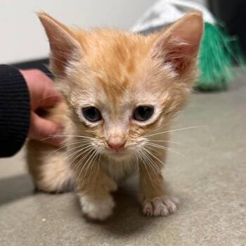 Karma -  Domestic Short Hair Cat for Adoption in Cody, Wyoming - Karma | PetCurious