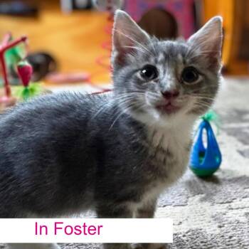 Belle -  Domestic Short Hair Cat for Adoption in Chapel Hill, North Carolina - Belle | PetCurious