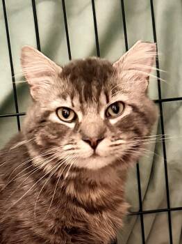 Domestic Medium Hair Cats Available for Adoption in Greenville, Delaware - Goose (FCID# 05/05/2026 - 116) Willow Grove | PetCurious