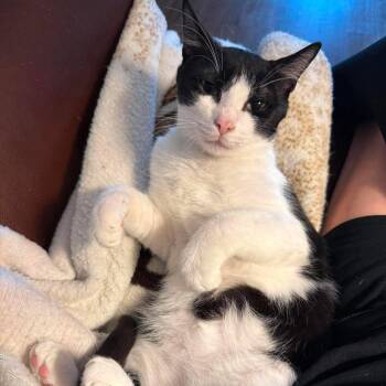 Kronk -  Domestic Short Hair Cat for Adoption in Port Neches, Texas - Kronk | PetCurious