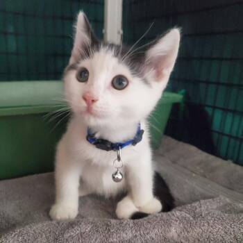 Oreo -  Domestic Short Hair Cat for Adoption in Diamond Springs, California - Oreo | PetCurious
