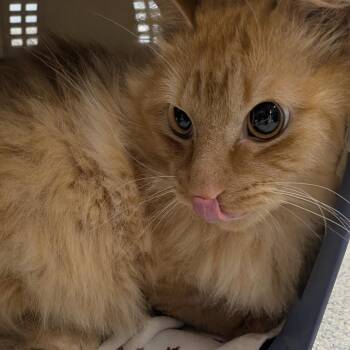 Domestic Medium Hair Cats Available for Adoption - Dexter | PetCurious