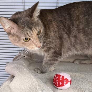 FOXIE -  Domestic Short Hair Cat for Adoption in Hagerstown, Maryland - FOXIE | PetCurious