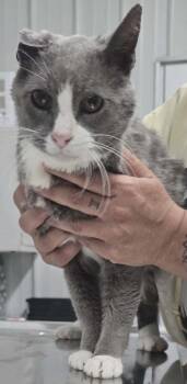 Domestic Short Hair Cats Available for Adoption in Hillsdale, Indiana - Peanut | PetCurious