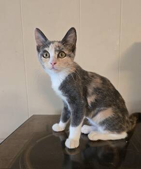 Rescue Domestic Short Hair Cats for Adoption in Wilmington, North Carolina - Nikki | PetCurious