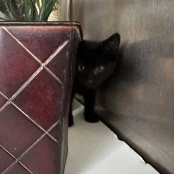 Domestic Short Hair Cats Available for Adoption - Meadow | PetCurious