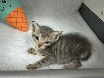 Domestic Short Hair Cats Available for Adoption in Doral, Florida - ELIZABETH | PetCurious