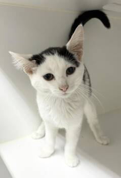 Lydia -  Domestic Short Hair Cat for Adoption in Rochester, Indiana - Lydia | PetCurious