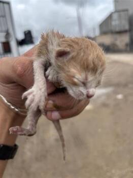 Domestic Short Hair Cats Available for Adoption in Houston, Texas - A654095 | PetCurious