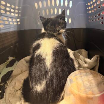 Domestic Short Hair Cats Available for Adoption - Thai | PetCurious