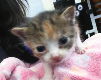 Rescue Domestic Short Hair Cats for Adoption in Dallas, Texas - ANNIE | PetCurious