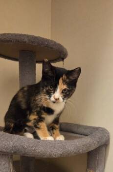 Sassy Pants -  Domestic Short Hair Cat for Adoption - Sassy Pants | PetCurious