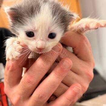 Jameson -  Domestic Short Hair Cat for Adoption in Evensville, Tennessee - Jameson | PetCurious