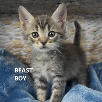 Beast boy -  Domestic Short Hair Cat for Adoption in Yuma, Arizona - Beast Boy | PetCurious